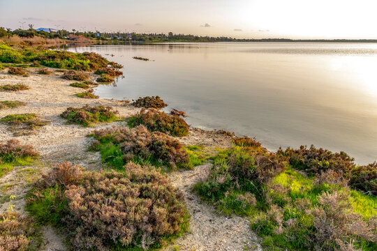 Tranquil evening view of calm lake water reflecting soft sunset sky. Quiet natural salt lake shore with wild halophyte vegetation in low winter sun. Cyprus, Mediterranean.