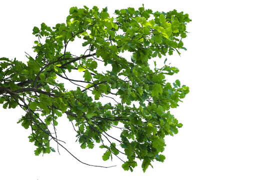 Photograph of a natural green spring oak branch during flowering