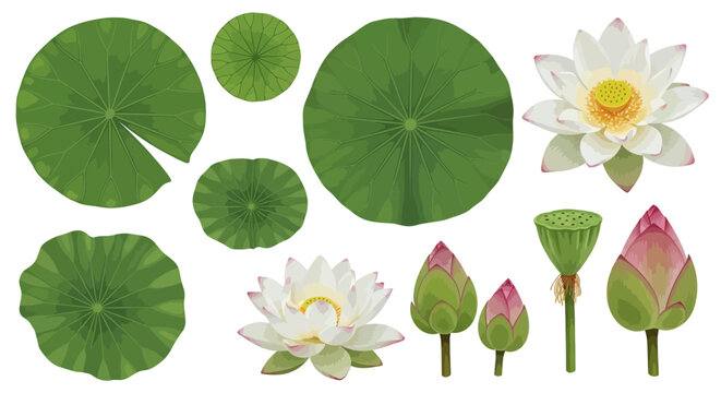 Lotus flower, water lily, green leaves, white blooms, floral elements, 12 piece vector set