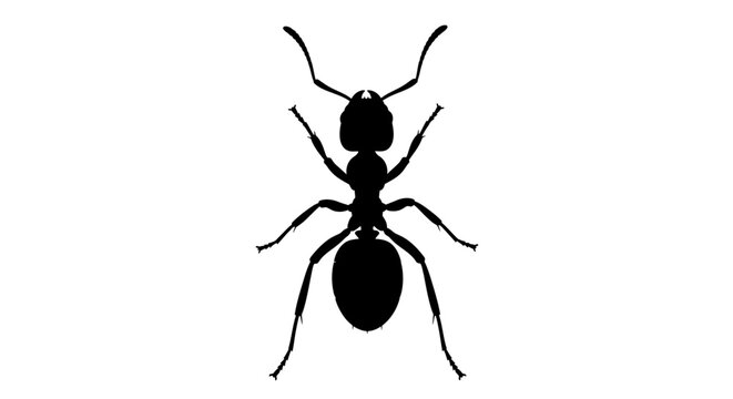 Black Ant Silhouette, Insect Icon, Vector Illustration, Pest Control Symbol