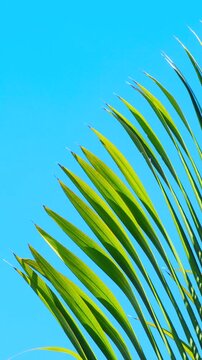 Tropical palm leaf waving in wind and blue sky background with sunlight and slow motion