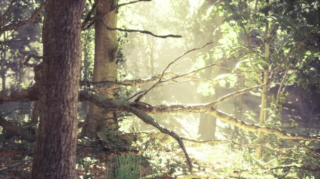 Sunlit ancient trunk with mossy branches and soft rays, quiet woodland scene with dappled light, textured bark, fallen leaves, subtle mist, ideal