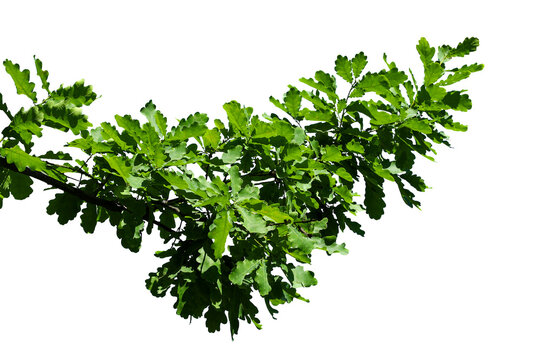 Photograph of a natural green spring oak branch during flowering