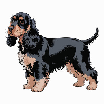 Detailed vector illustration featuring a beautiful black and tan cocker spaniel dog standing in a classic pose perfect for graphic design and various creative projects