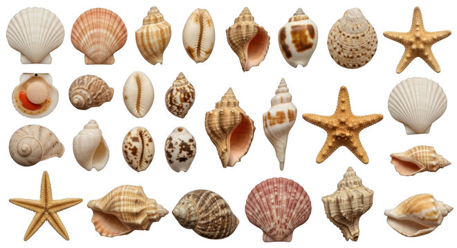 Assorted seashells and starfish collected from the ocean shore during bright daylight isolated on transparent background