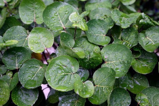 Morning dew on the leaves of polyscias scutellaria
