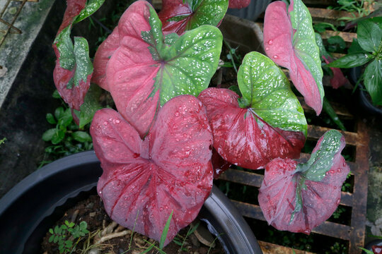 Wet Calladium bicolor pink and green