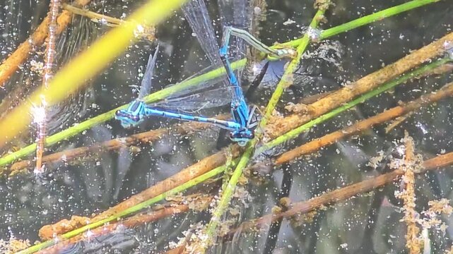

A pair of blue damselflies mating and flapping wings intensely on vegetation by a rice paddy #001