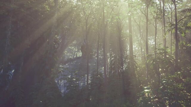 Lush tropical morning in thailand rainforest, towering palms and broadleaf plants with diffuse sunlight, humid atmosphere and vibrant green biodiversity