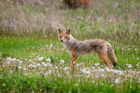 Lone coyote standing in grassland