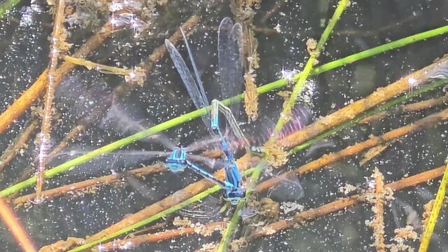 

A pair of blue damselflies mating and flapping wings intensely on vegetation by a rice paddy #002
