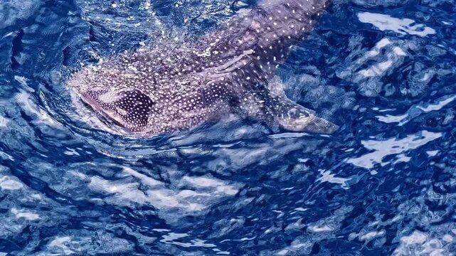 Whale shark with spotted pattern seen from drone in Sogod Bay