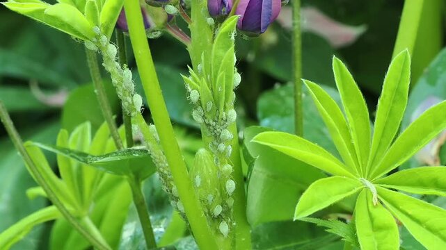 Lupin aphids on lupin flower head and leaves