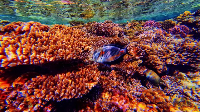 Shallow coral reef in Bali with surgeonfish swimming beneath reflective surface water. Dense tropical reefscape with colorful marine textures and lagoon biodiversity.