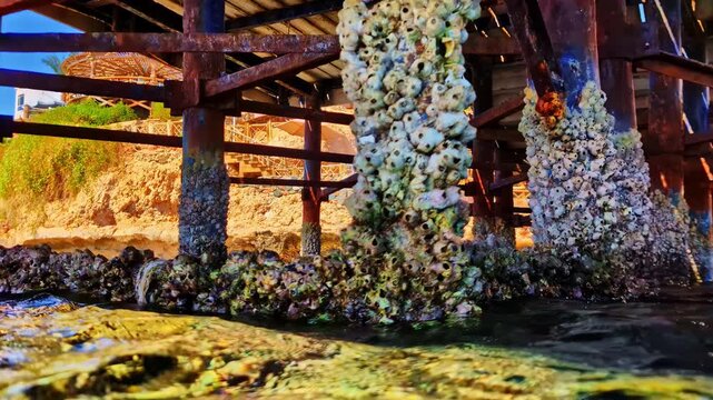 Low angle shoreline view beneath a tropical pier in Bali with barnacle covered columns, shallow seawater and weathered wooden structures along the coast.
