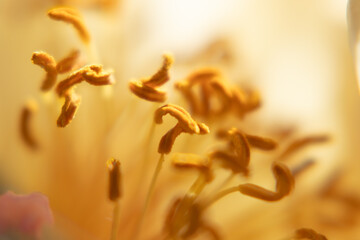 Detailed macro of golden peony stamens with warm natural lighting. © Lena