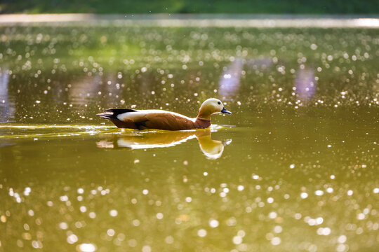 Shelduck (Tadorna ferruginea) swimming in water. Red duck on a lake in sunny day