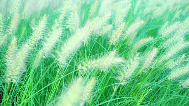Closeup of fluffy green foxtail grass stalks swaying in a meadow