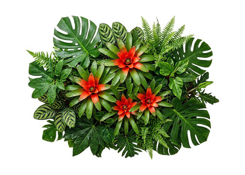 Tropical plant arrangement with bromeliads and monstera on white.