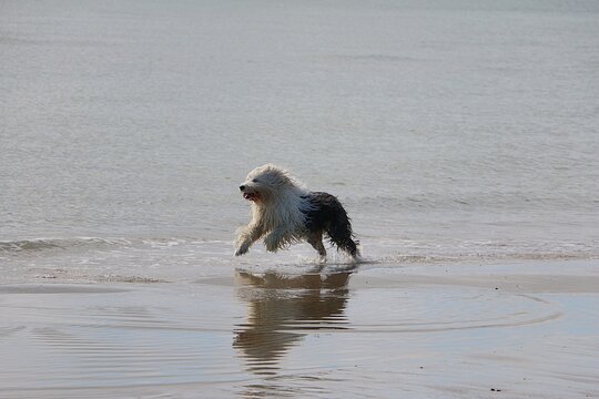 A wild, two-colored Bobtail is having lots of fun at the beach, running through the water with wet fur