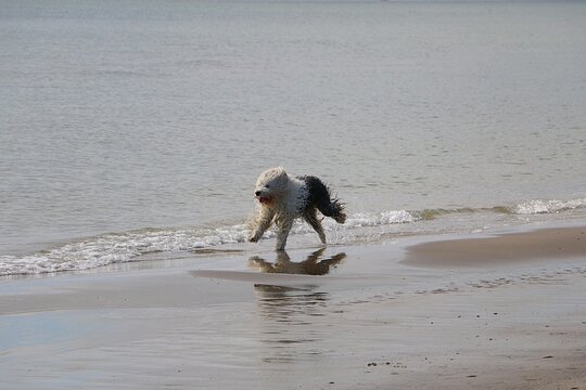 A wild, two-colored Bobtail is having lots of fun at the beach, running through the water with wet fur