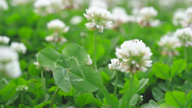 野原に咲くクローバーの白い花と四つ葉のクローバー