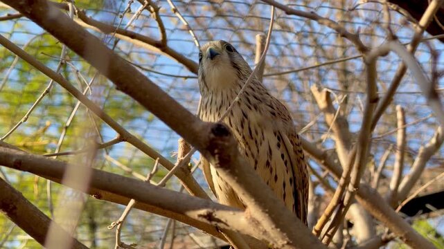 Common kestrel perched on tree branches looking around in sunny day
