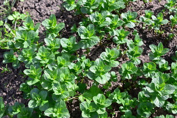 Fresh mint plants growing in a garden with sunlight top view mentha piperita © Irina