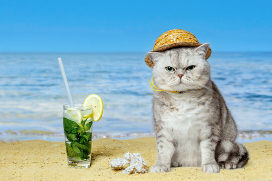 Funny grumpy cat in straw hat sitting on beach with mojito cocktail