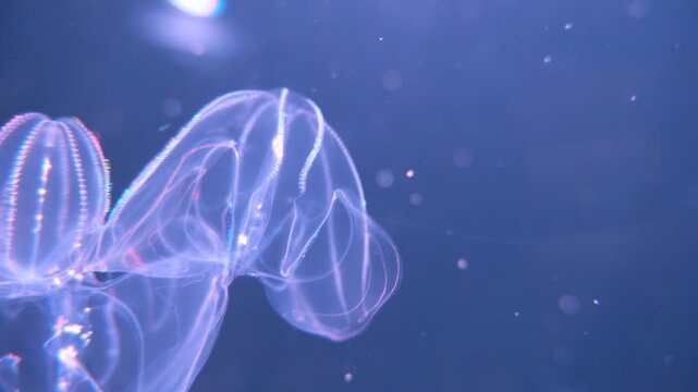 Transparent jellyfish drifting in blue aquarium water, dreamy underwater footage