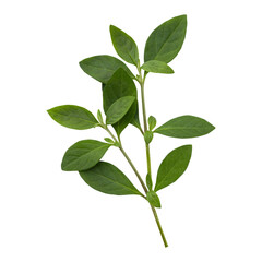 Fototapeta premium Fresh green wild leaves branch isolated on transparent background 