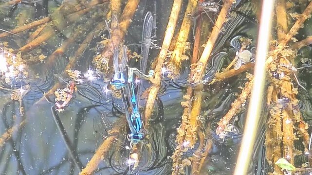 
Front view of Asian bluet damselflies mating in a paddy field, close-up stock footage

