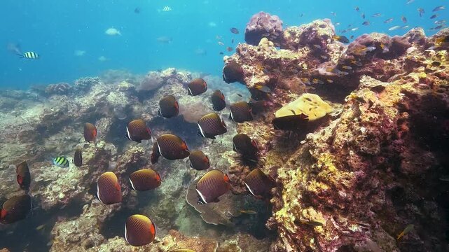 See vibrant tropical fish, a school of Redtail pakistani butterflyfish Chaetodon collare, gracefully swimming through a healthy coral reef. The clear blue water showcases the diverse marine ecosystem