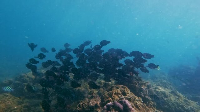 Tranquil dive through a tropical atoll reef, observing varied Big black flock parrotfish fish species and rich coral habitat under bright ocean light