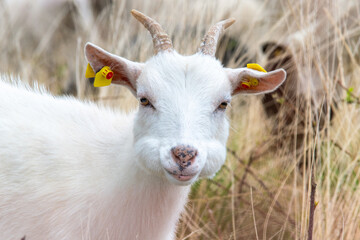 Fototapeta premium Funny Baby Goat With Full Cheeks Looking Like a Hamster - Cute little white goat with stuffed cheeks full of food looking funny and adorable in natural surroundings.