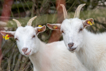 Fototapeta premium Charming Twin Goats Portrait With Funny Expressions - Adorable pair of white goats with funny facial expressions photographed in a natural outdoor habitat.