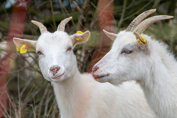 Obraz premium Funny White Goats Looking Into Camera in Natural Countryside - Two curious white goats posing together in a peaceful natural landscape in northern Germany.