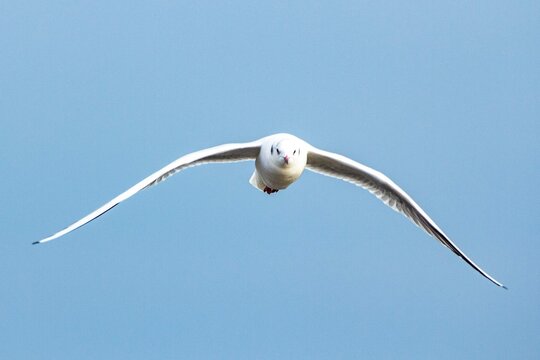 Front view of a white seagull flying directly towards the camera against a clear blue sky
