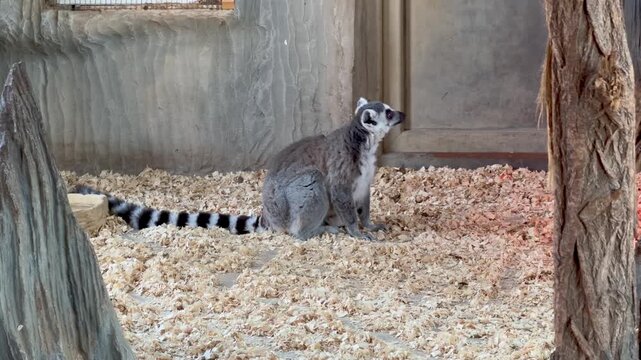 Ring-tailed lemur sitting on sawdust floor looking around in zoo enclosure