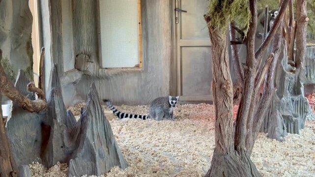 Ring-tailed lemur walking and sitting on wood shavings in zoo enclosure