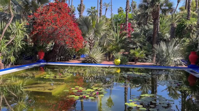 Rich flora and beautiful pond in the Majorelle Garden