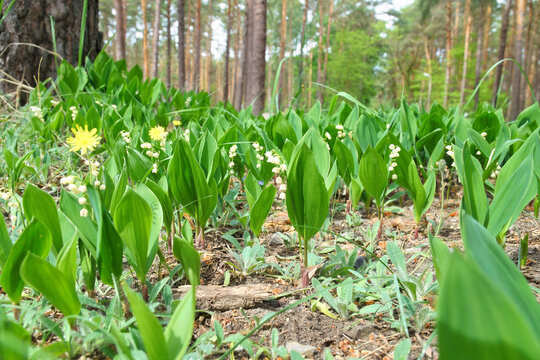 Blooming lilies of the valley on a pine forest floor in spring
