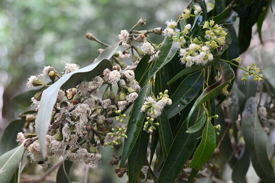 lilli pilli flowers