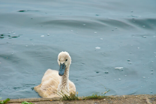 Young swan on the water surface by a shore edge
