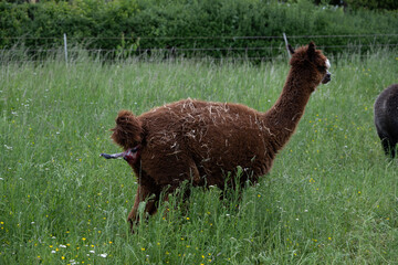 Fototapeta premium alpaka tier natur lama geburt