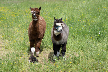 Fototapeta premium alpaka tier natur lama familie