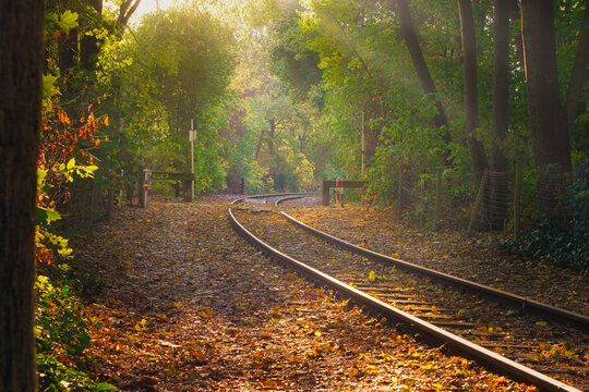 Enchanting View of Railway Tracks Through an Autumn Forest at Golden Sunset