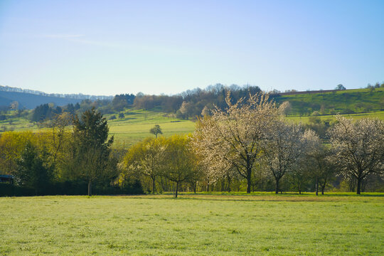 Blooming fruit trees by a green spring meadow