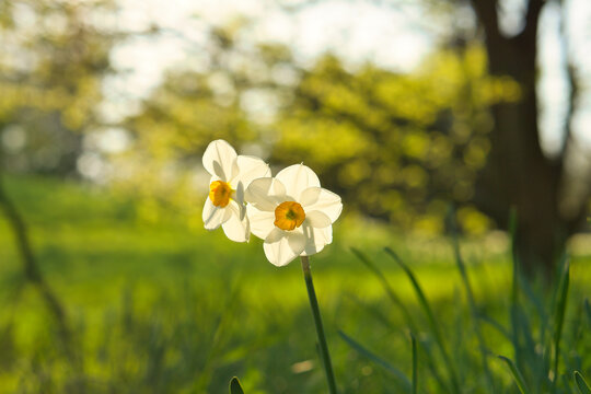 White daffodils in sunlight, spring flowers in the garden.