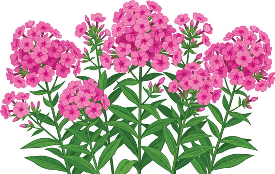Bush of pink phlox flowers with green leaves isolated vector illustration white background ground cover mass planting flowering bush garden phlox sweet william botanical illustration